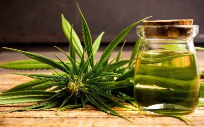 How To Optimize CBD Oil Effects?