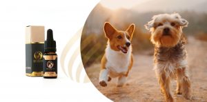 CBD Oil for dogs UK